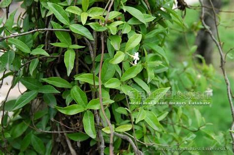 夾竹桃苷|藥用植物圖像數據庫